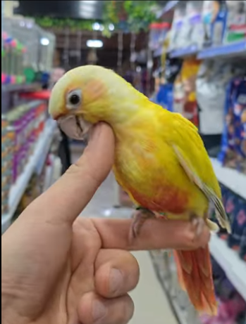 ببغاء Green-cheeked Conure